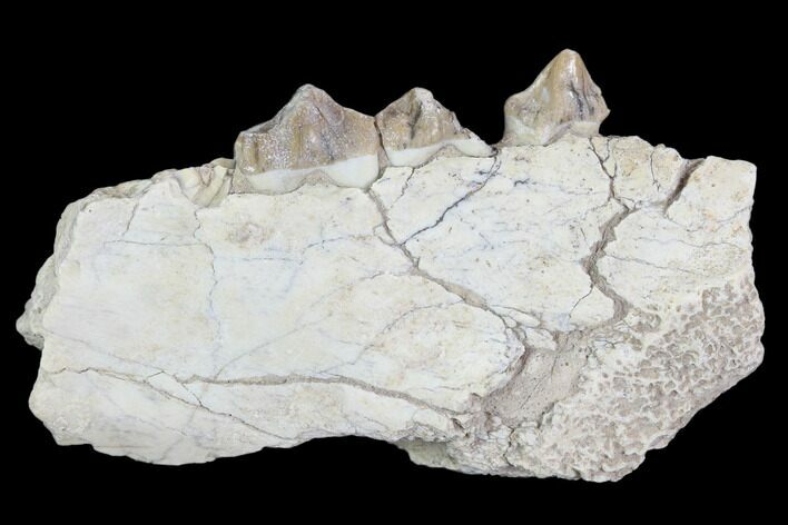 Oreodont (Leptauchenia) Jaw Section - South Dakota #101823